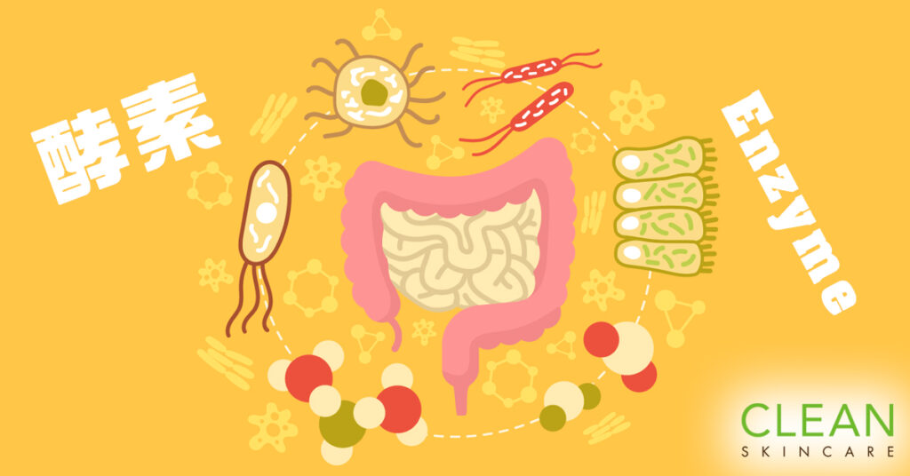 CLEAN Blog - 食酵素可能引致大腸癌？
